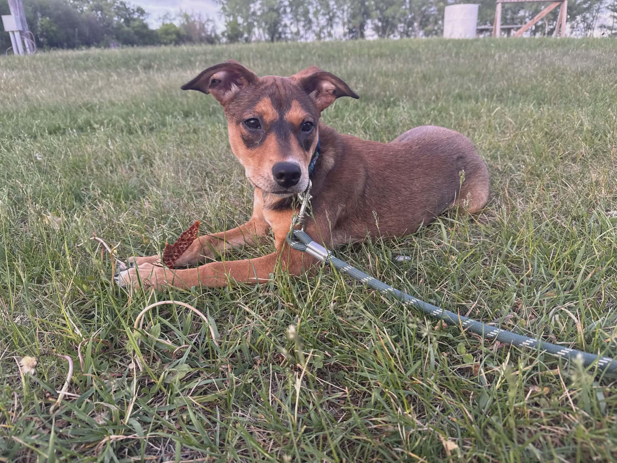 Enlarge River the gorgeous mixed breed pup, a Adoptable mixed breed in Muskego, WI image 3/3