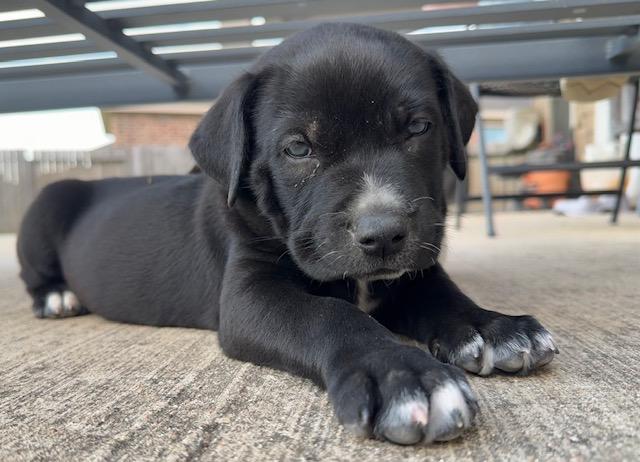 Enlarge Gus, an adopted mixed breed in Cypress, TX image 3/6