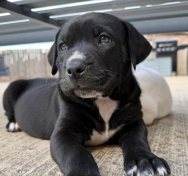 Enlarge Gus, an adopted mixed breed in Cypress, TX image 1/6