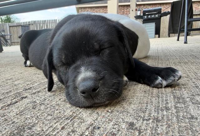 Enlarge Gus, an adopted mixed breed in Cypress, TX image 2/6