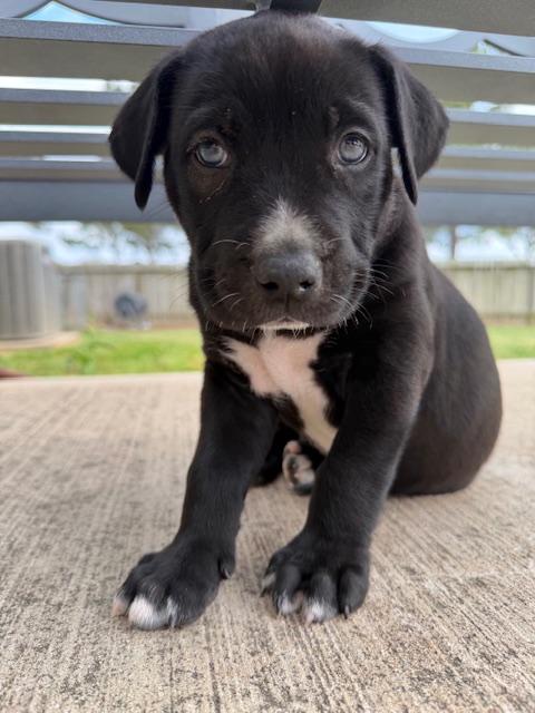 Enlarge Gus, an adopted mixed breed in Cypress, TX image 5/6