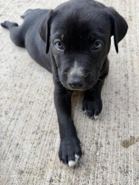 Enlarge Gus, an adopted mixed breed in Cypress, TX image 4/6