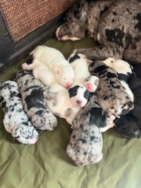 Enlarge Gus, an adopted mixed breed in Cypress, TX image 6/6