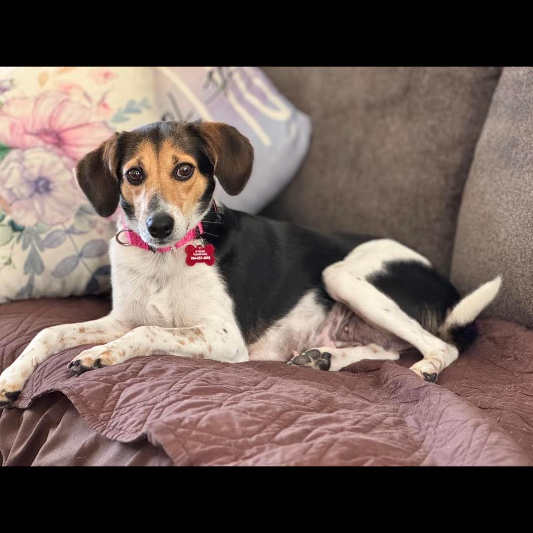 Enlarge Lydia, a ADOPTABLE mixed breed in Midlothian, VA image 1/6