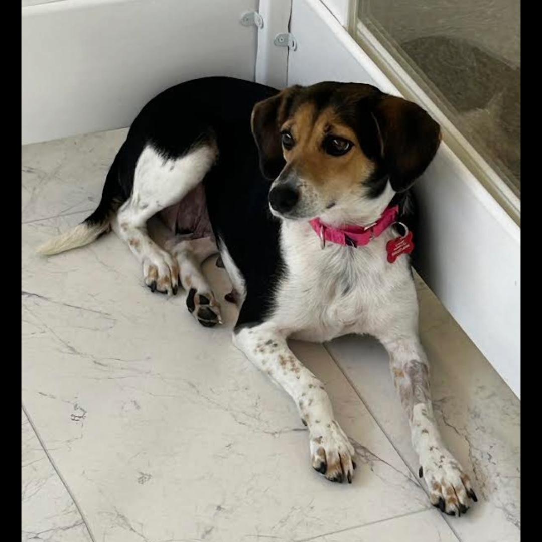 Enlarge Lydia, a ADOPTABLE mixed breed in Midlothian, VA image 6/6