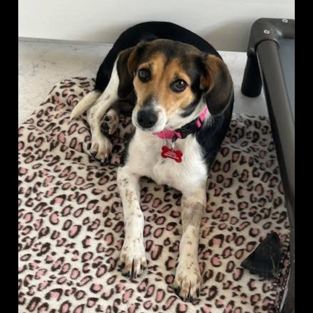 Enlarge Lydia, a ADOPTABLE mixed breed in Midlothian, VA image 5/6