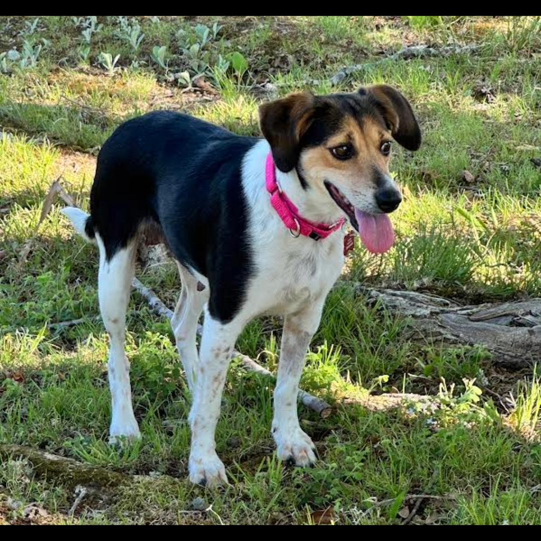 Enlarge Lydia, a ADOPTABLE mixed breed in Midlothian, VA image 2/6