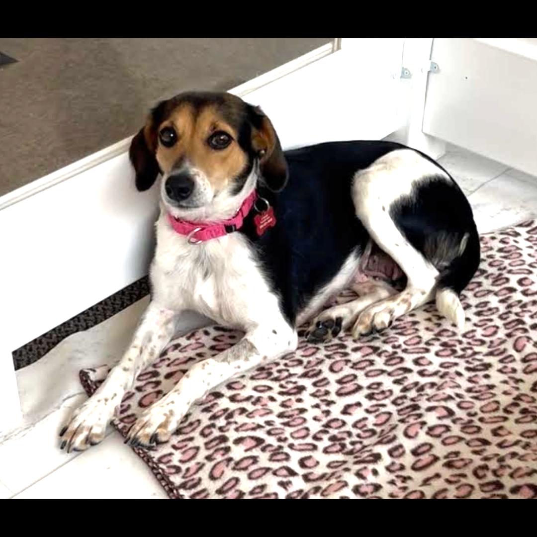 Enlarge Lydia, a ADOPTABLE mixed breed in Midlothian, VA image 3/6