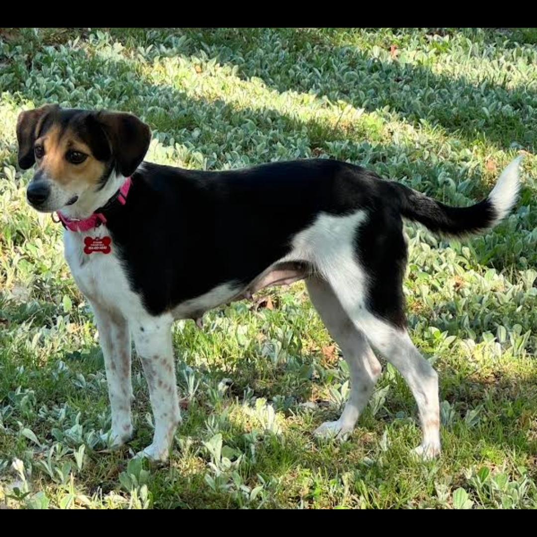 Enlarge Lydia, a ADOPTABLE mixed breed in Midlothian, VA image 4/6