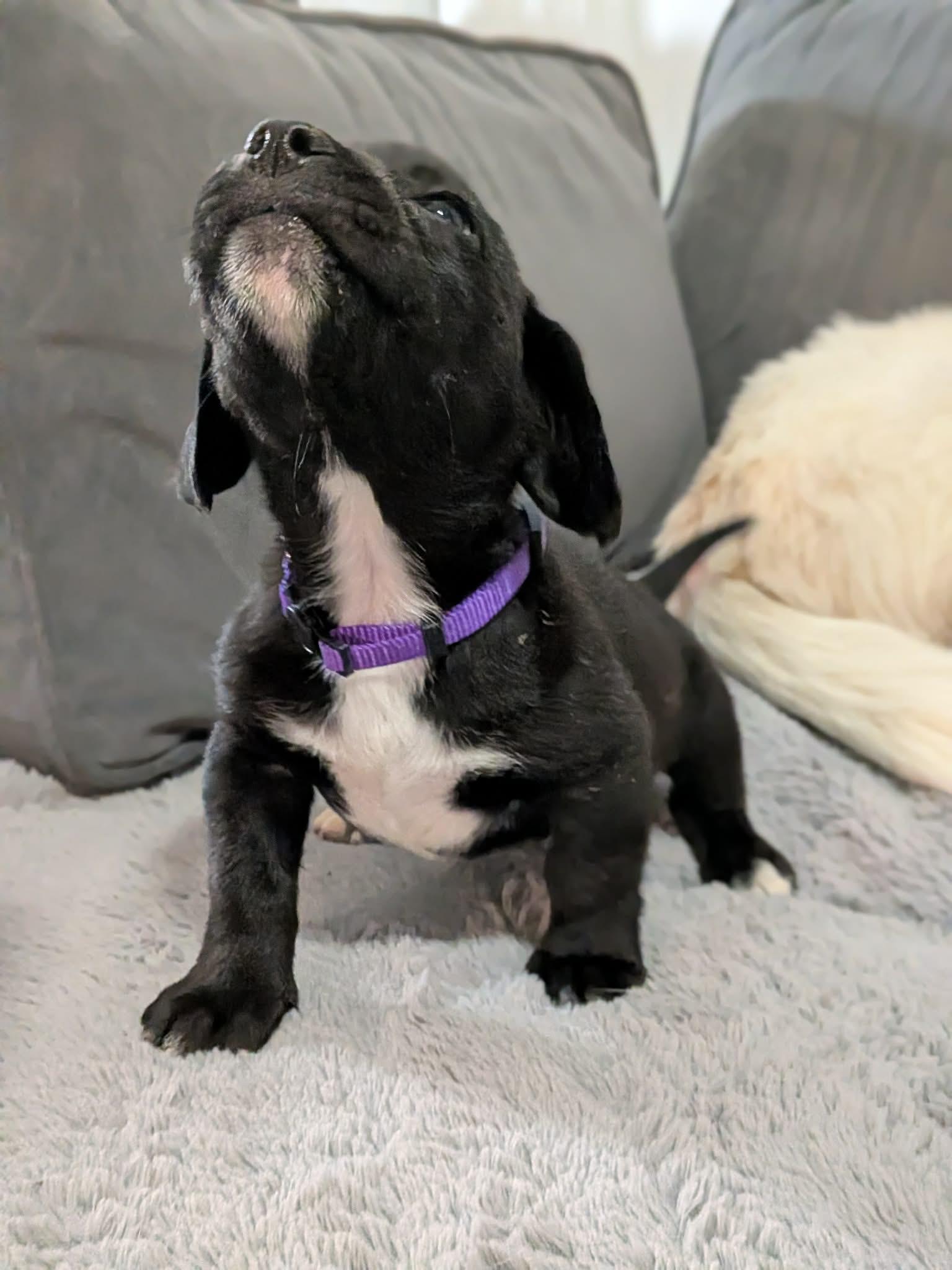 Donatello, a Adopted mixed breed in TULSA, OK image 1/3