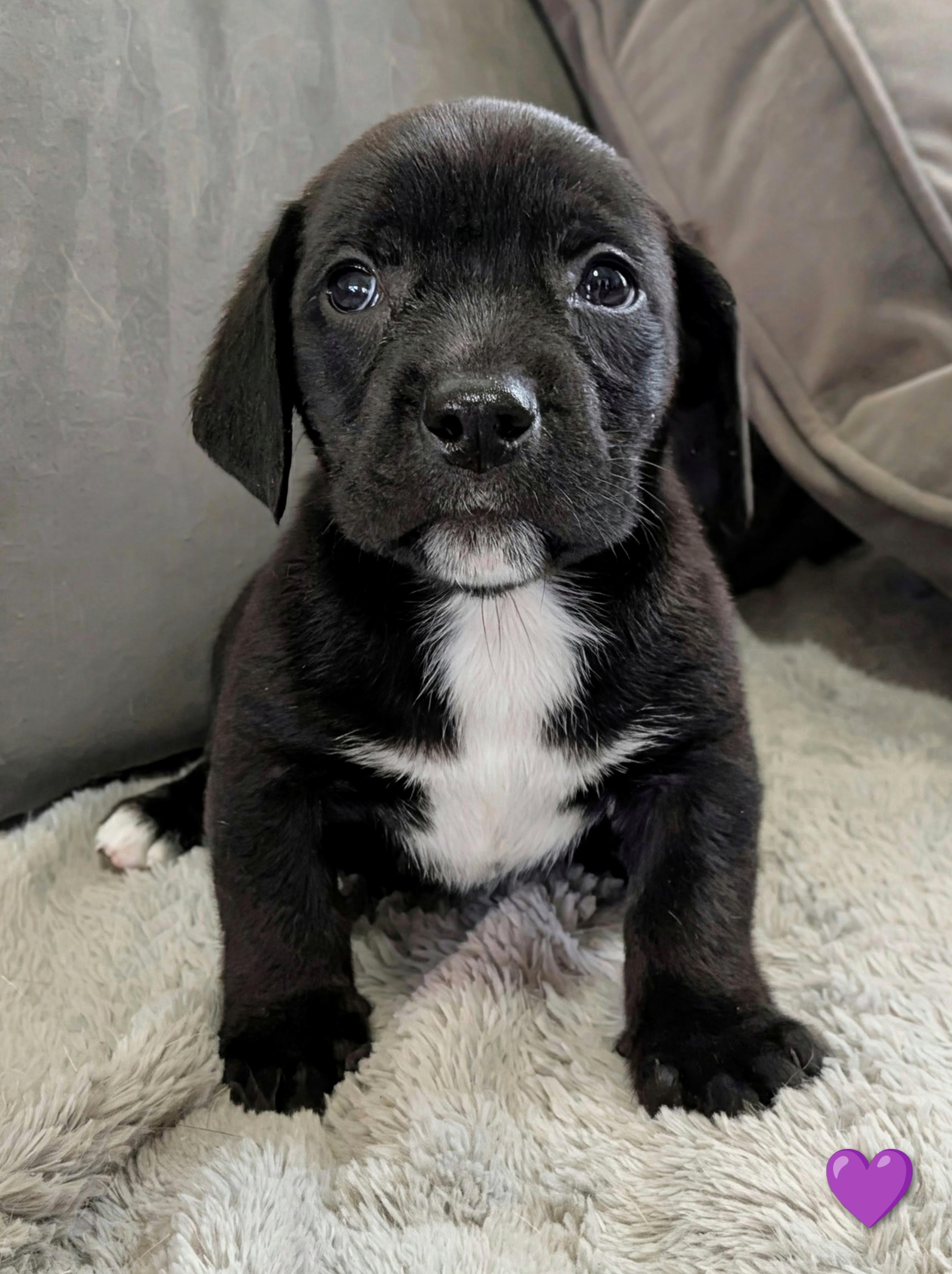 Donatello, a Adopted mixed breed in TULSA, OK image 3/3