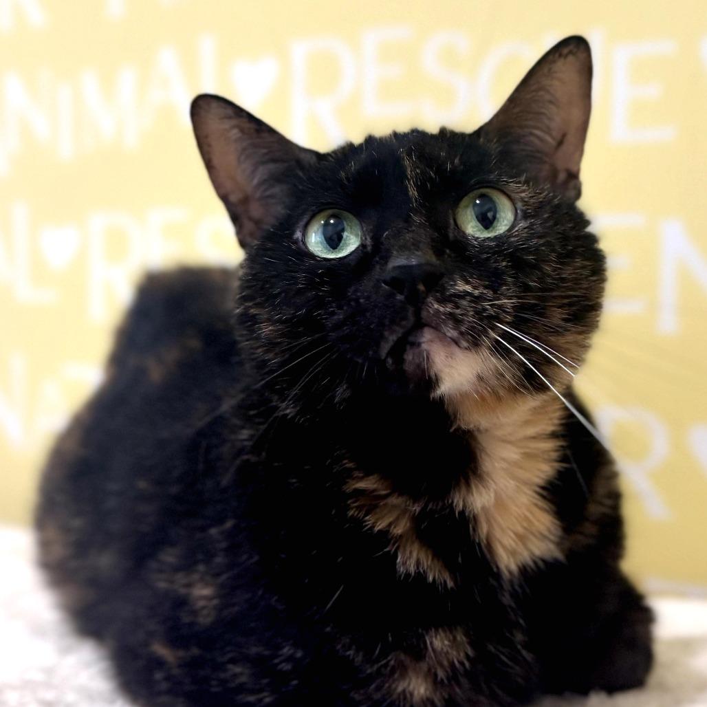 Enlarge Peaches, a Adoptable Domestic Short Hair in Bradenton, FL image 1/3