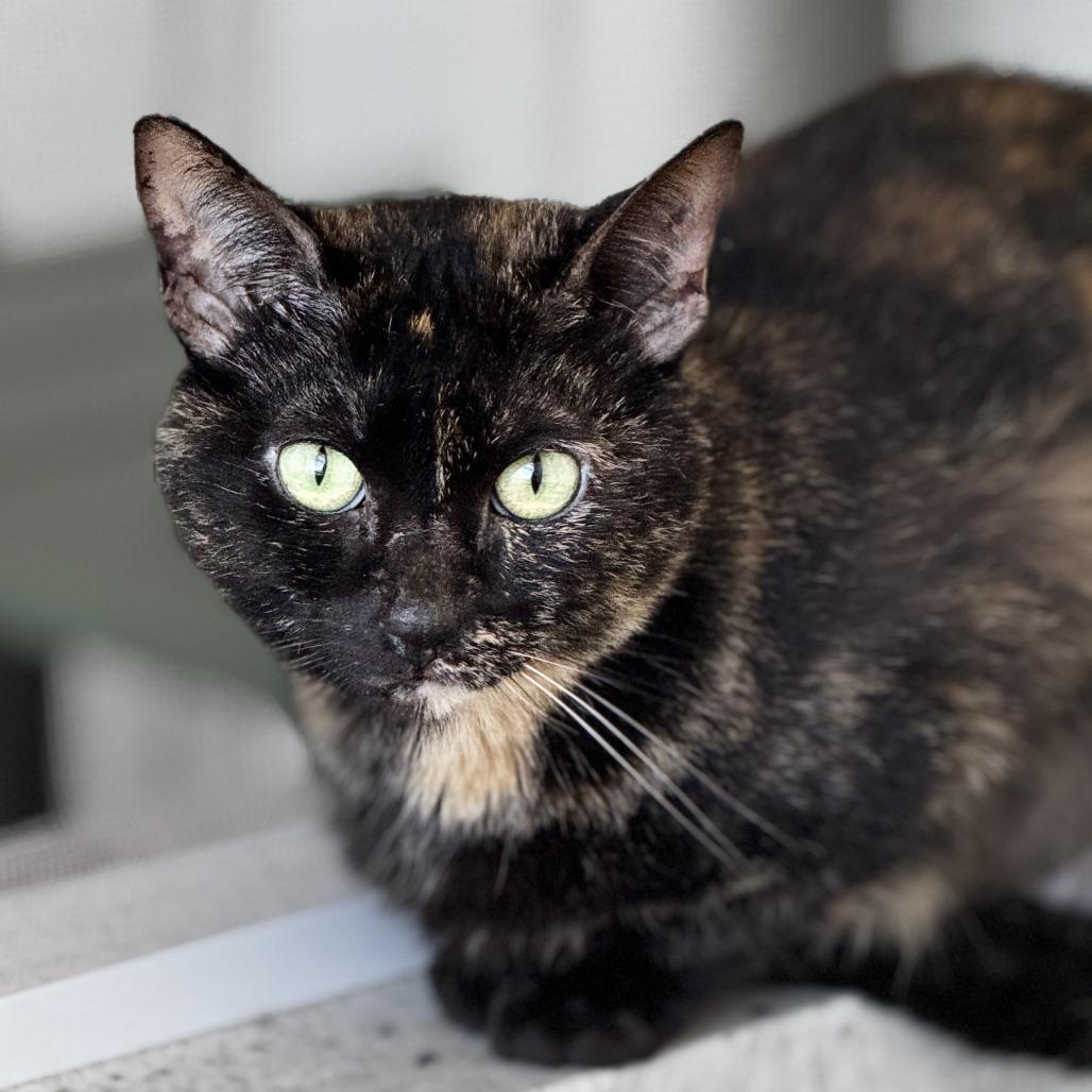 Enlarge Peaches, a Adoptable Domestic Short Hair in Bradenton, FL image 2/3