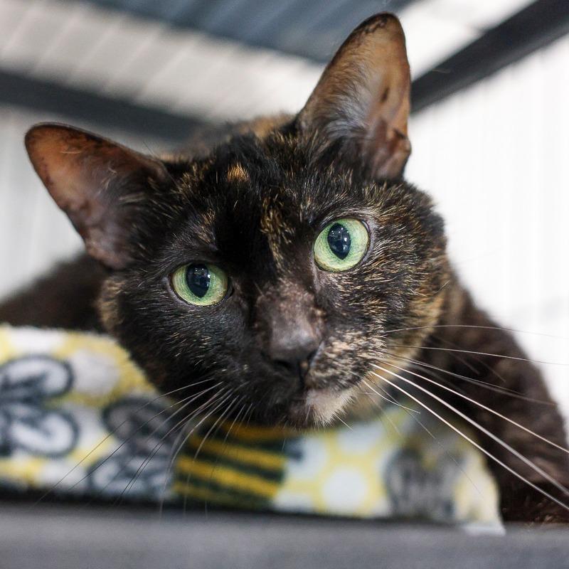 Enlarge Peaches, a Adoptable Domestic Short Hair in Bradenton, FL image 3/3