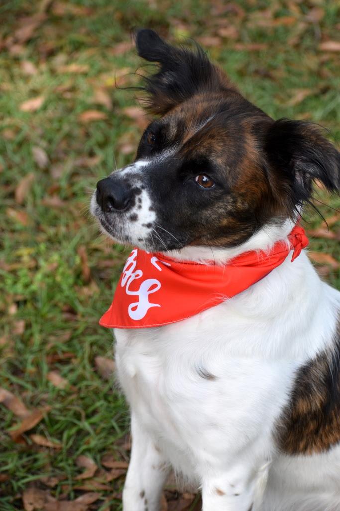 Chewy, Adoptable, Adult Male English Setter & Cocker Spaniel.