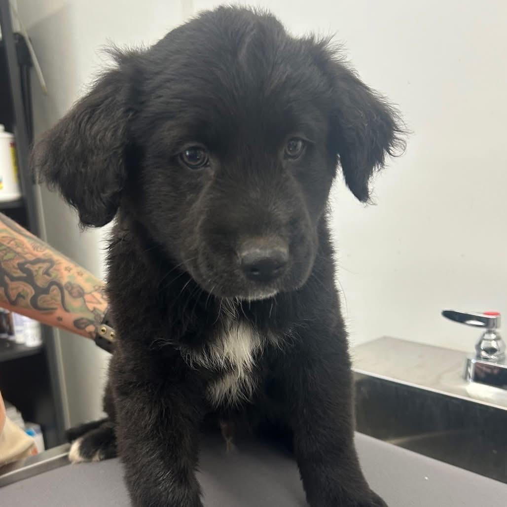 Tux, adopted, Puppy Male Australian Shepherd.