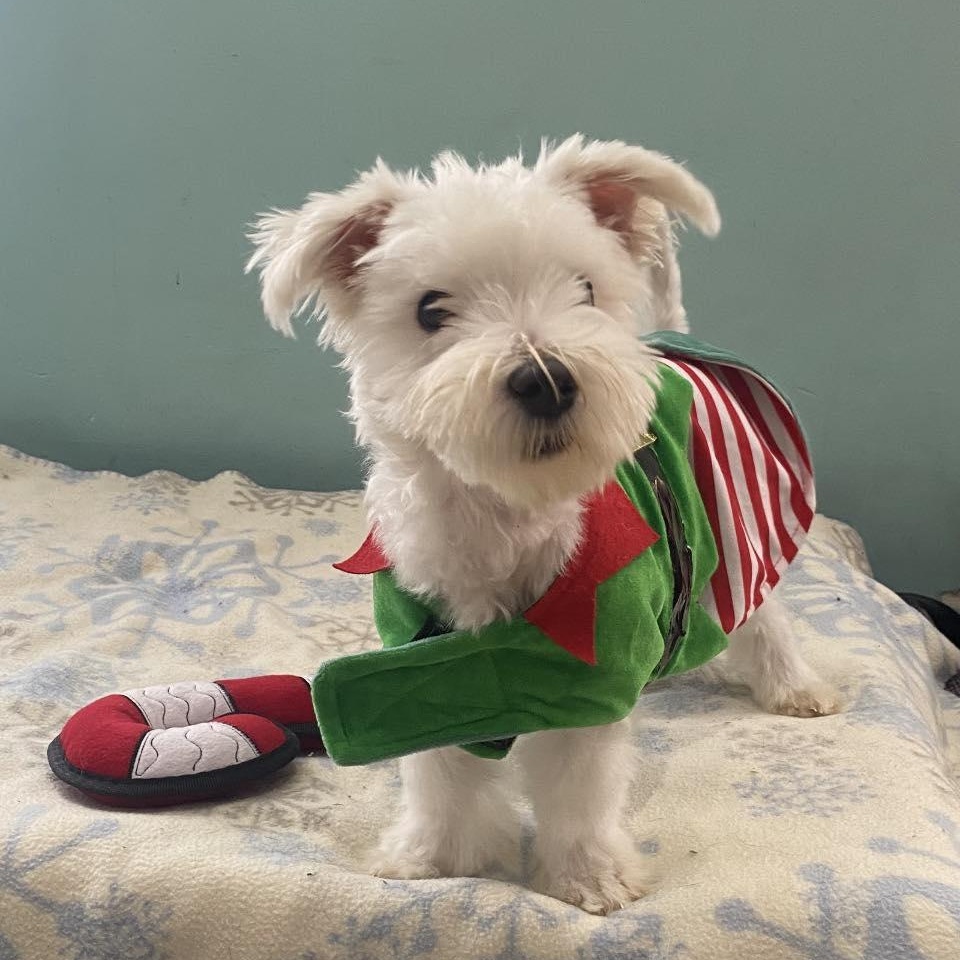 Oliver, adopted, Puppy Male Maltese.