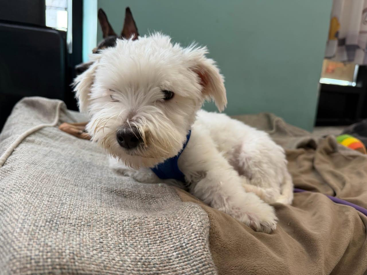 Enlarge Oliver, an adopted Maltese in Glendale, NY image 5/5