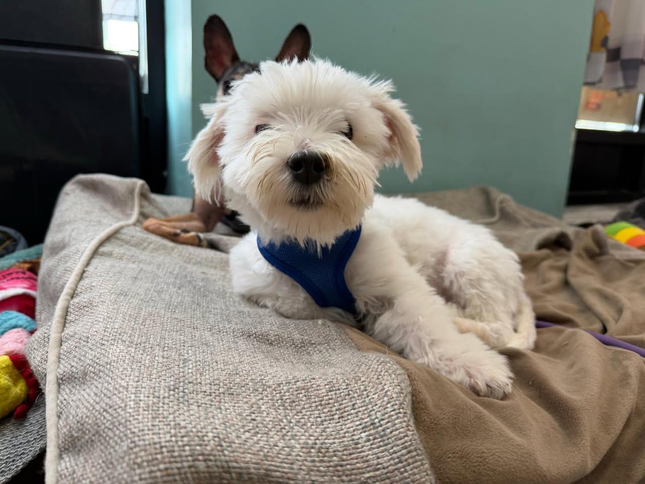 Enlarge Oliver, an adopted Maltese in Glendale, NY image 4/5