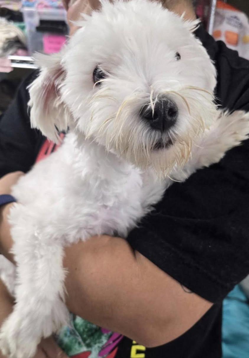 Enlarge Oliver, an adopted Maltese in Glendale, NY image 2/5