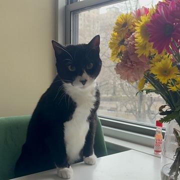 Zoe, Adoptable, Adult Female Domestic Short Hair.