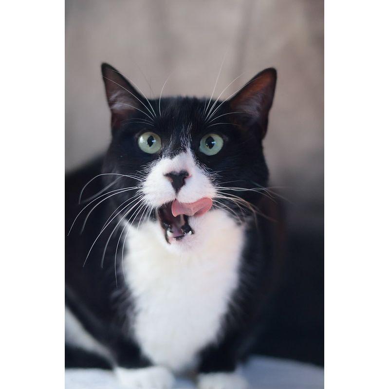 Enlarge Zoe, a Adoptable Domestic Short Hair in Philadelphia, PA image 3/6