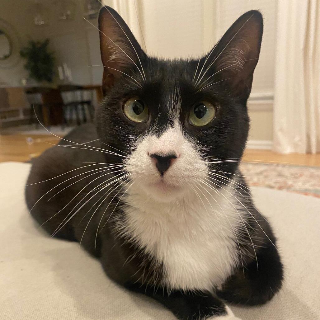 Enlarge Zoe, a Adoptable Domestic Short Hair in Philadelphia, PA image 4/6