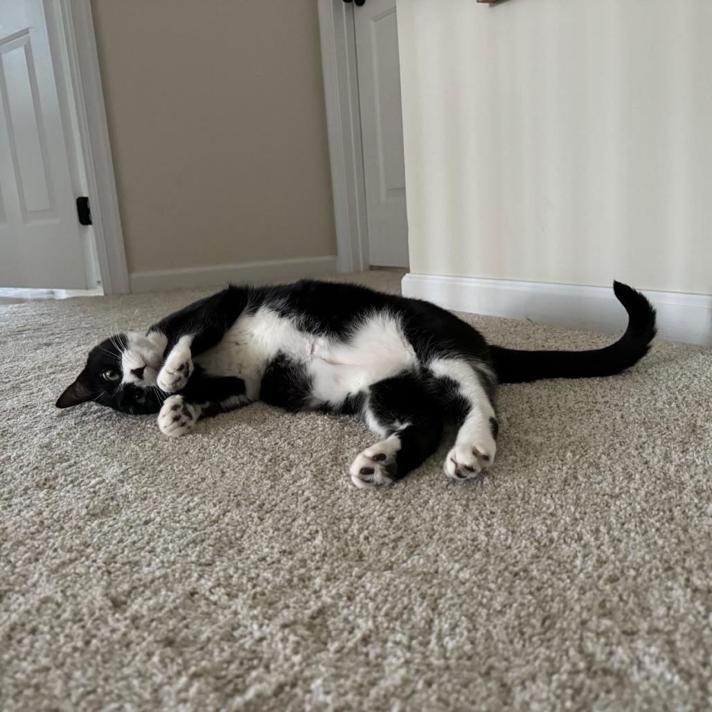 Enlarge Zoe, a Adoptable Domestic Short Hair in Philadelphia, PA image 5/6