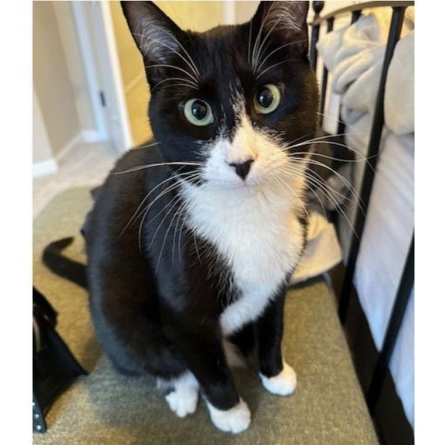 Enlarge Zoe, a Adoptable Domestic Short Hair in Philadelphia, PA image 6/6