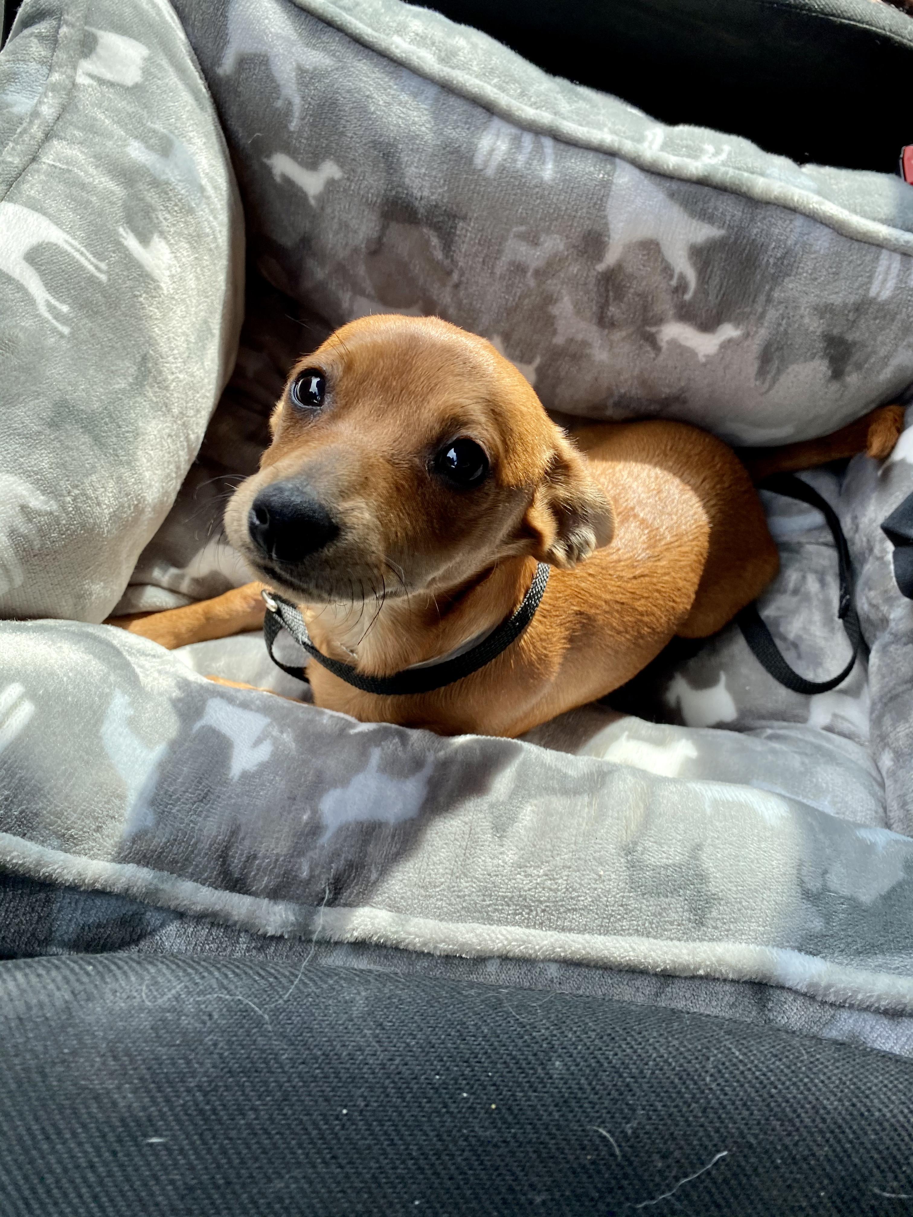 Miley, Adopted, Adult Female Chihuahua & Dachshund.