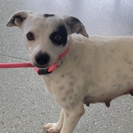 Enlarge Nancy, a Adoptable mixed breed in Galax, VA image 1/1