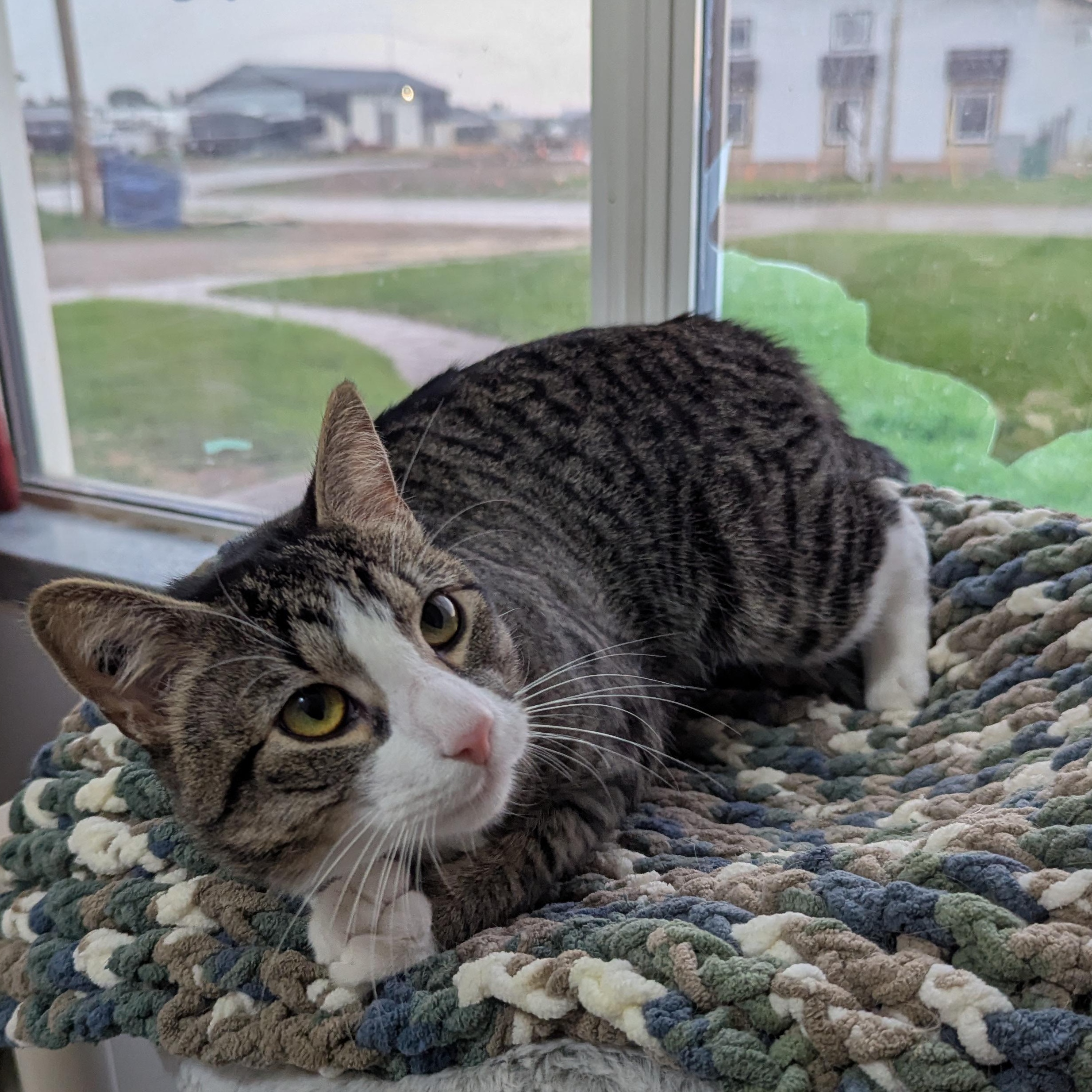 Chico, an adoptable Domestic Short Hair in Morden, MB, R6M 1Y4 | Photo Image 6