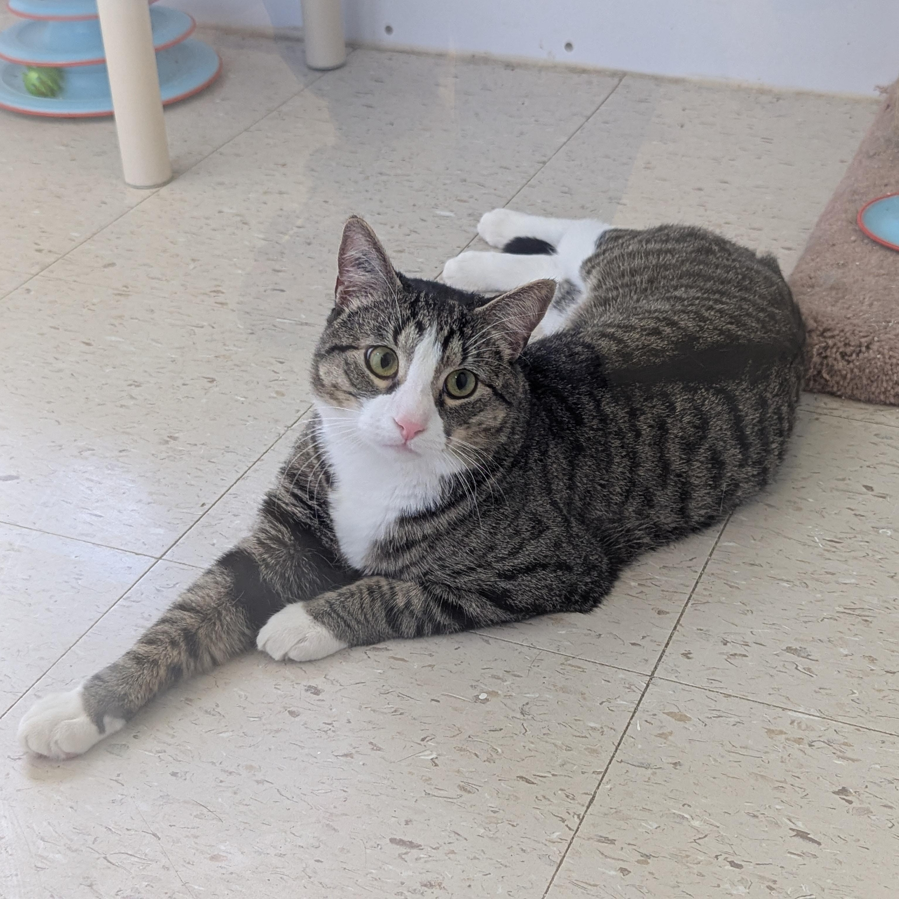 Chico, an adoptable Domestic Short Hair in Morden, MB, R6M 1Y4 | Photo Image 5
