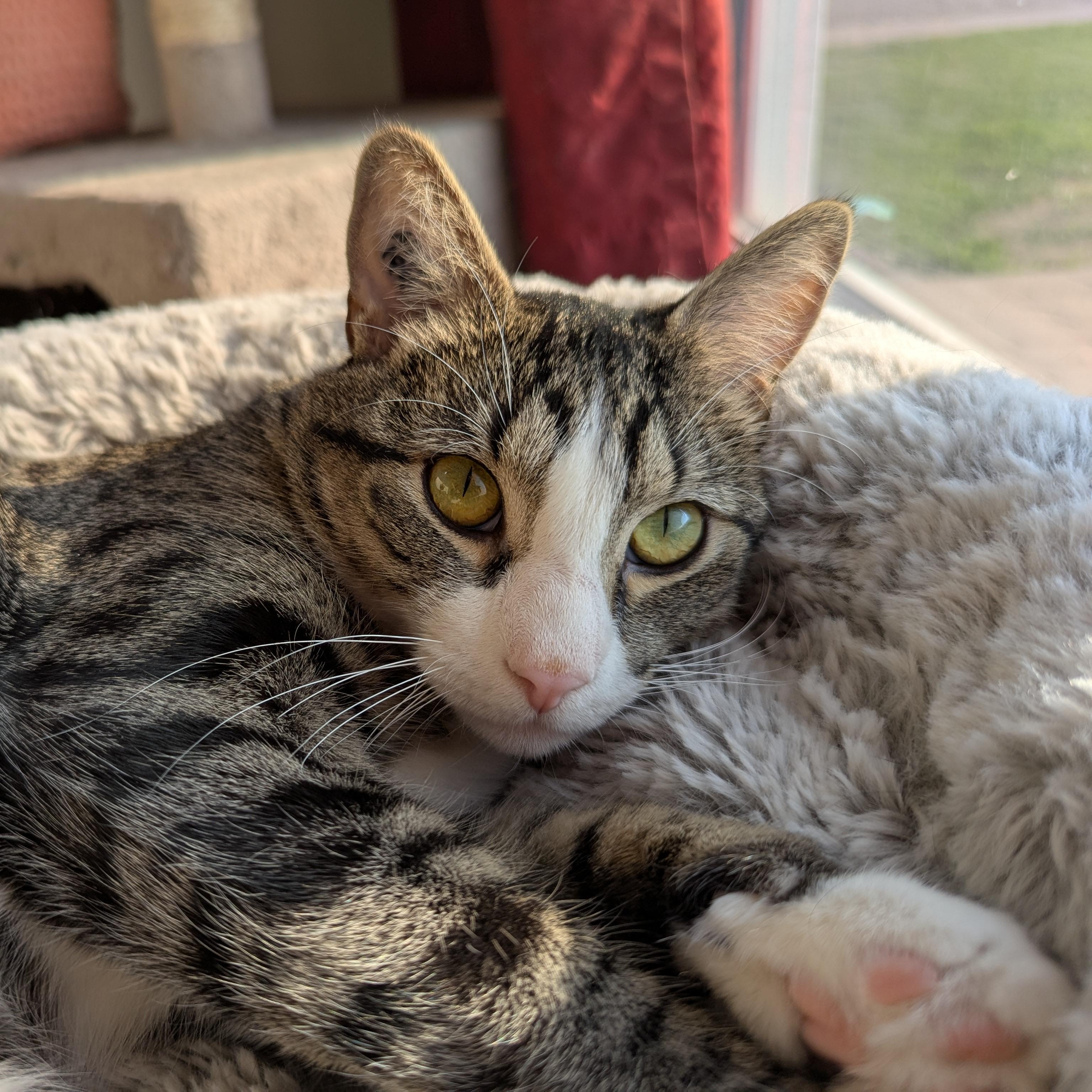 Chico, an adoptable Domestic Short Hair in Morden, MB, R6M 1Y4 | Photo Image 4