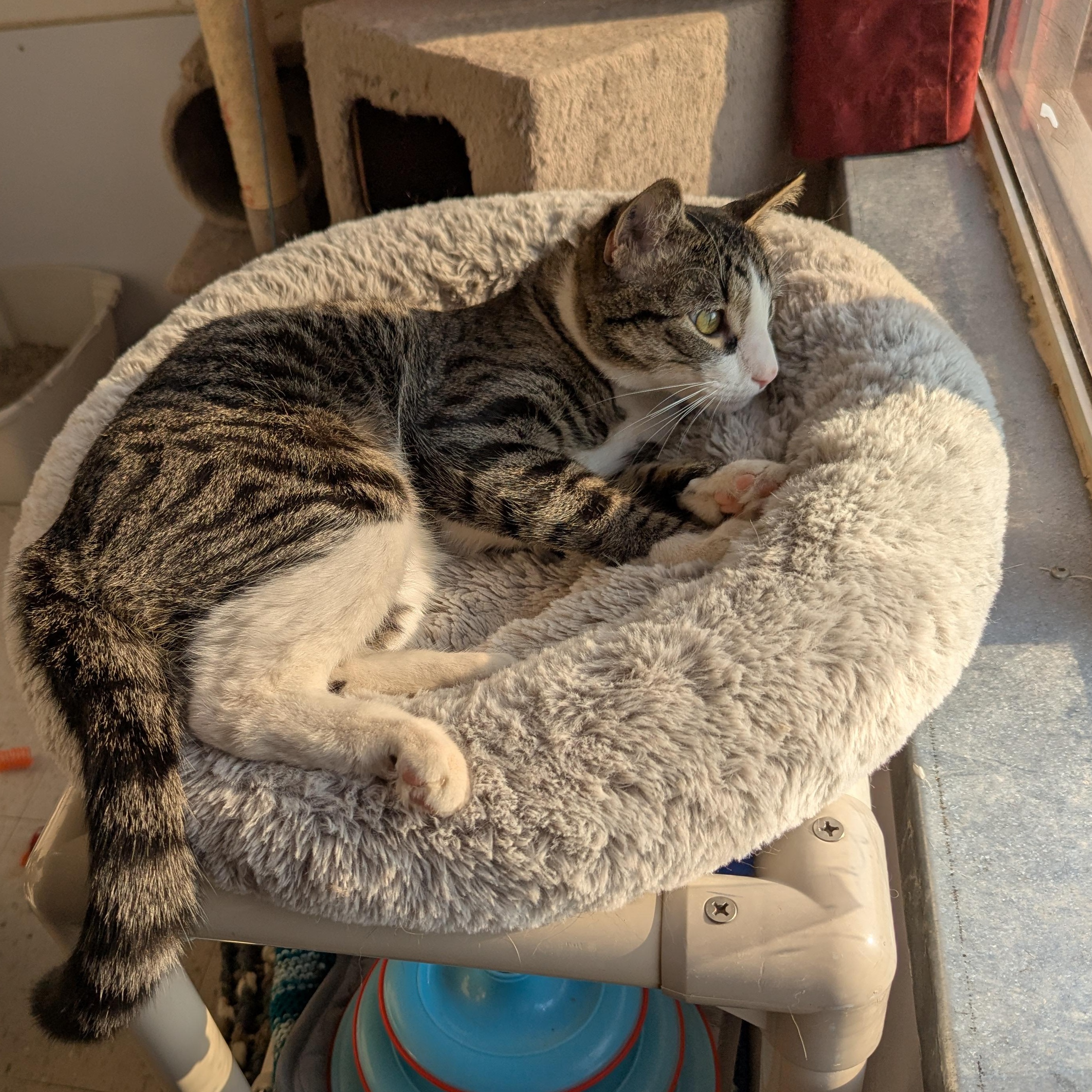 Chico, an adoptable Domestic Short Hair in Morden, MB, R6M 1Y4 | Photo Image 3