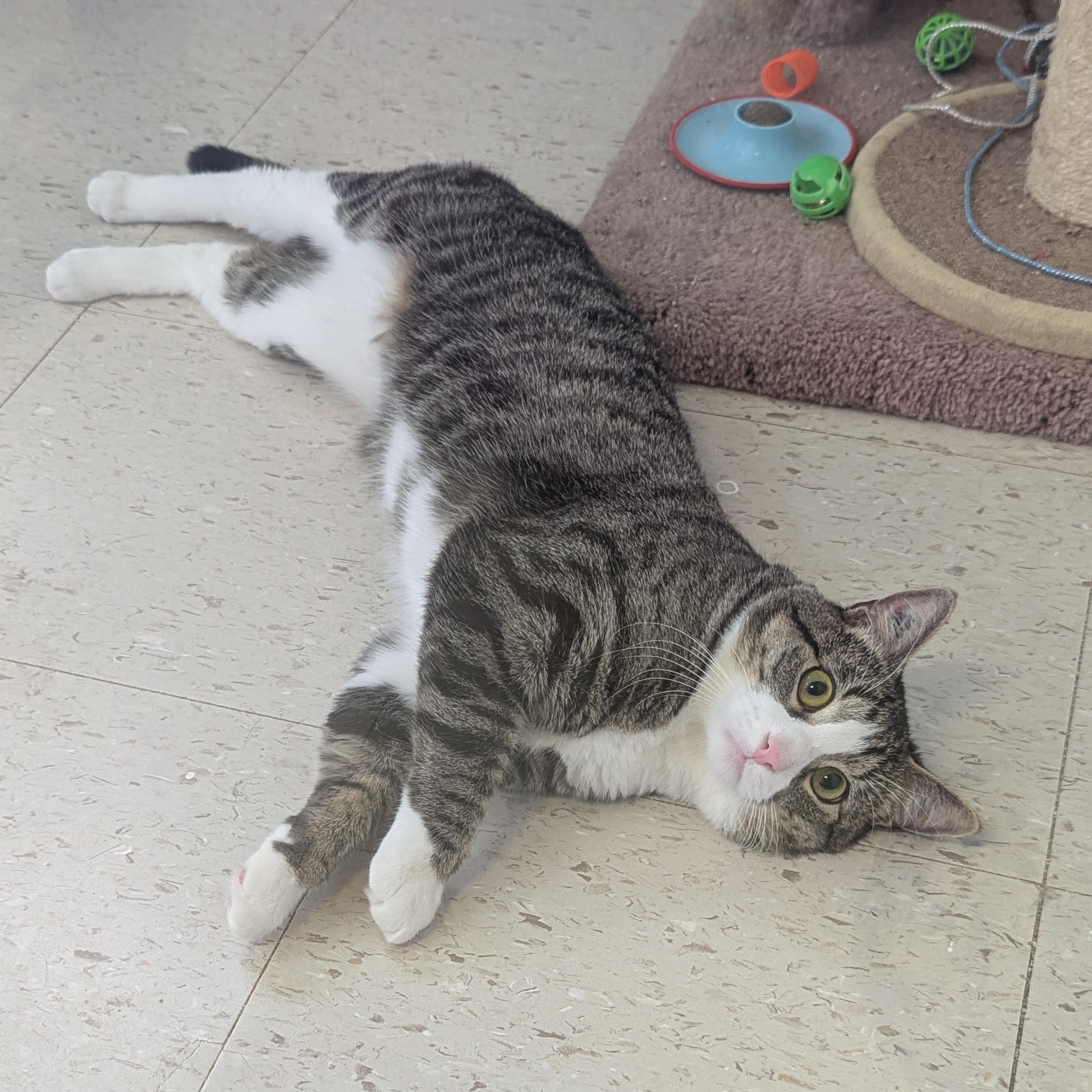 Chico, an adoptable Domestic Short Hair in Morden, MB, R6M 1Y4 | Photo Image 2