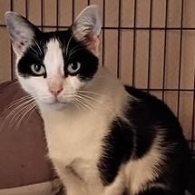 Lawnelle, Adoptable, Adult Female Domestic Short Hair.