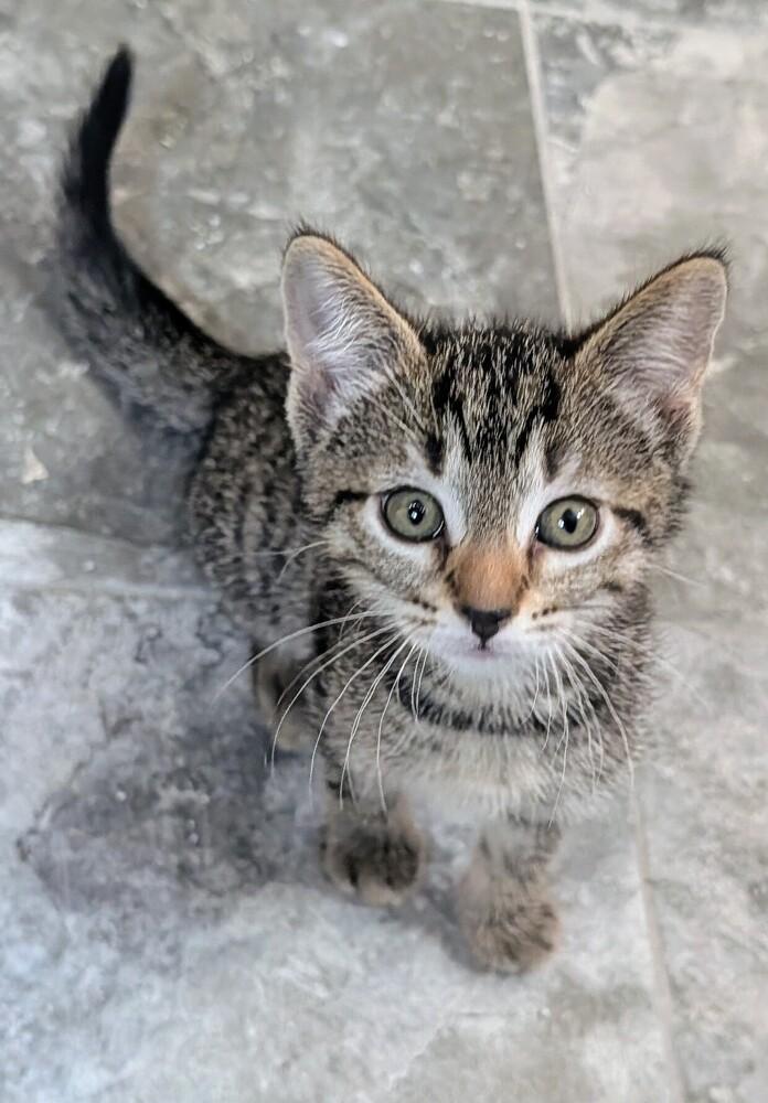 Tabs, a Adoptable Domestic Short Hair in Louisa, VA image 2/4