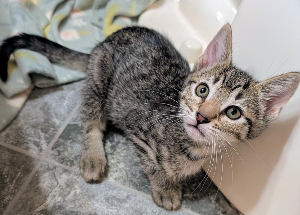 Tabs, a Adoptable Domestic Short Hair in Louisa, VA image 3/4