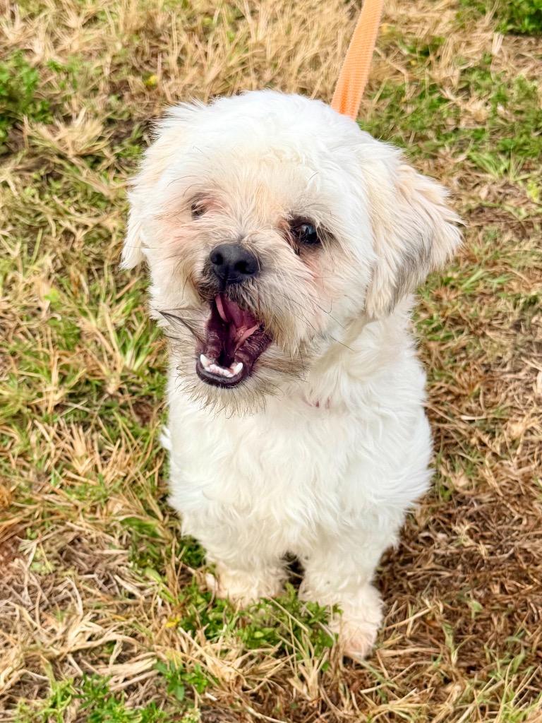 Turkey (Sam), Adoptable, Adult Male Shih Tzu & Mixed Breed.