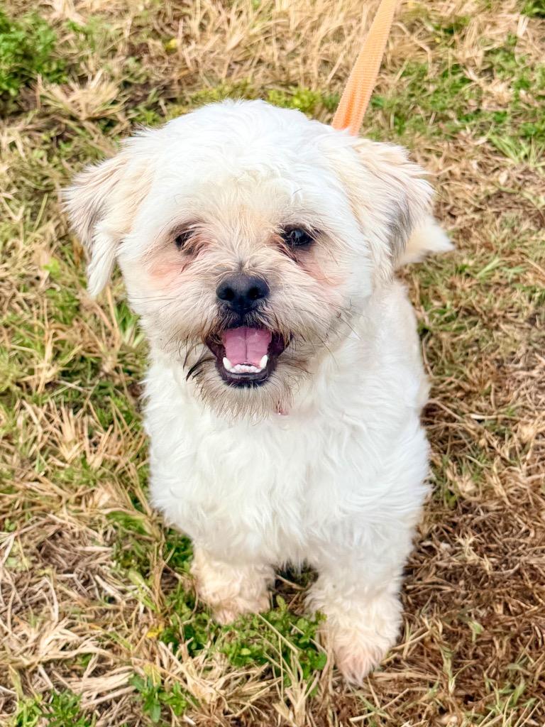 Enlarge Turkey (Sam), a Adoptable mixed breed in Cape Coral, FL image 2/2