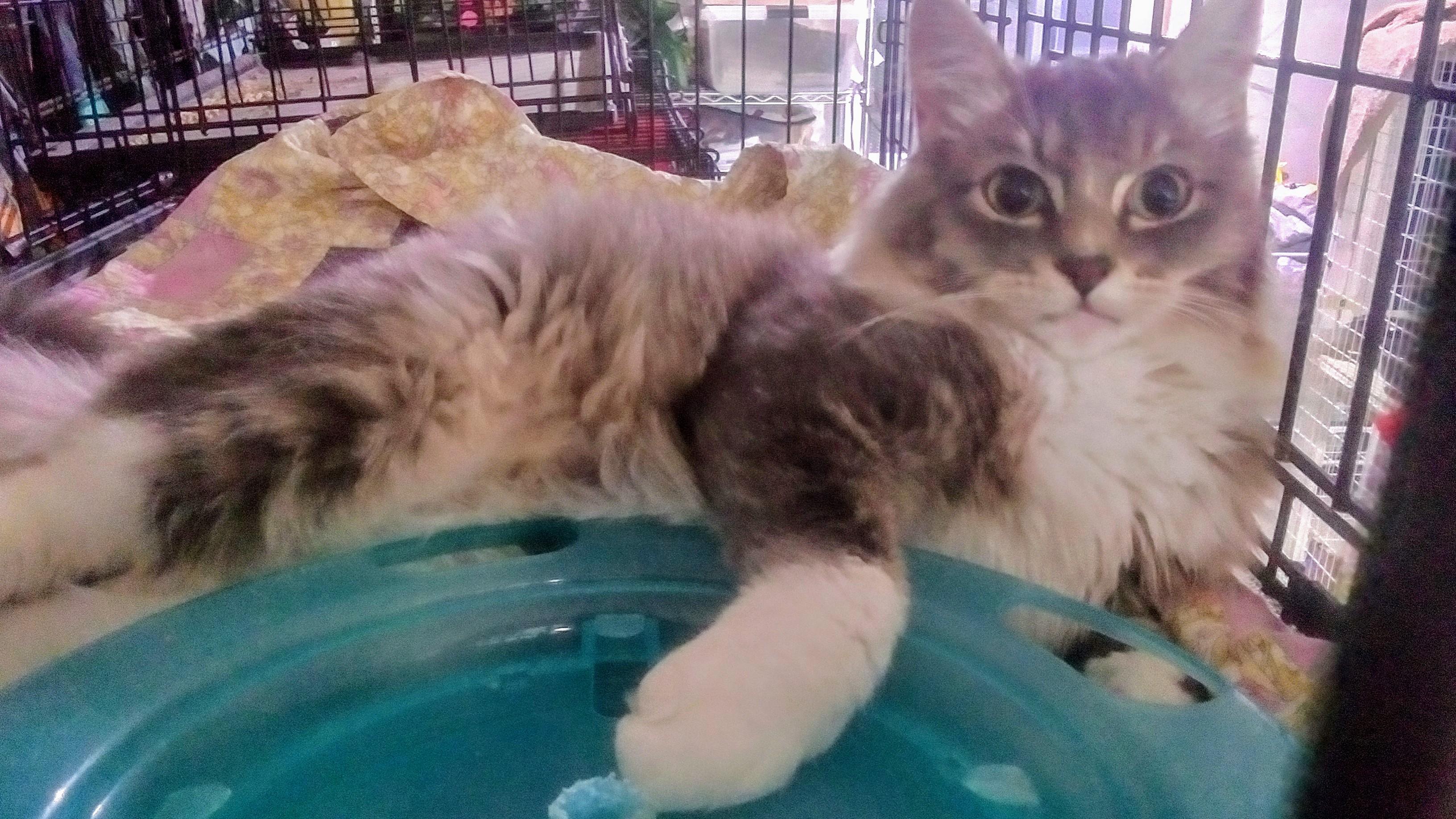 Grayson - adopt with Brynn