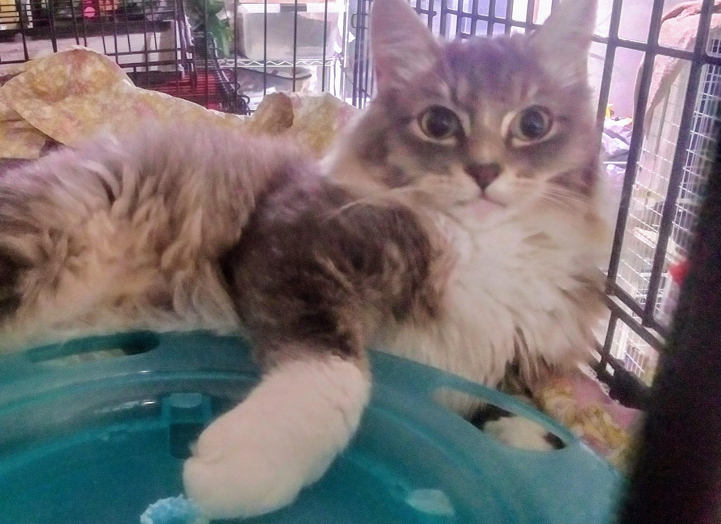 Grayson - adopt with Brynn