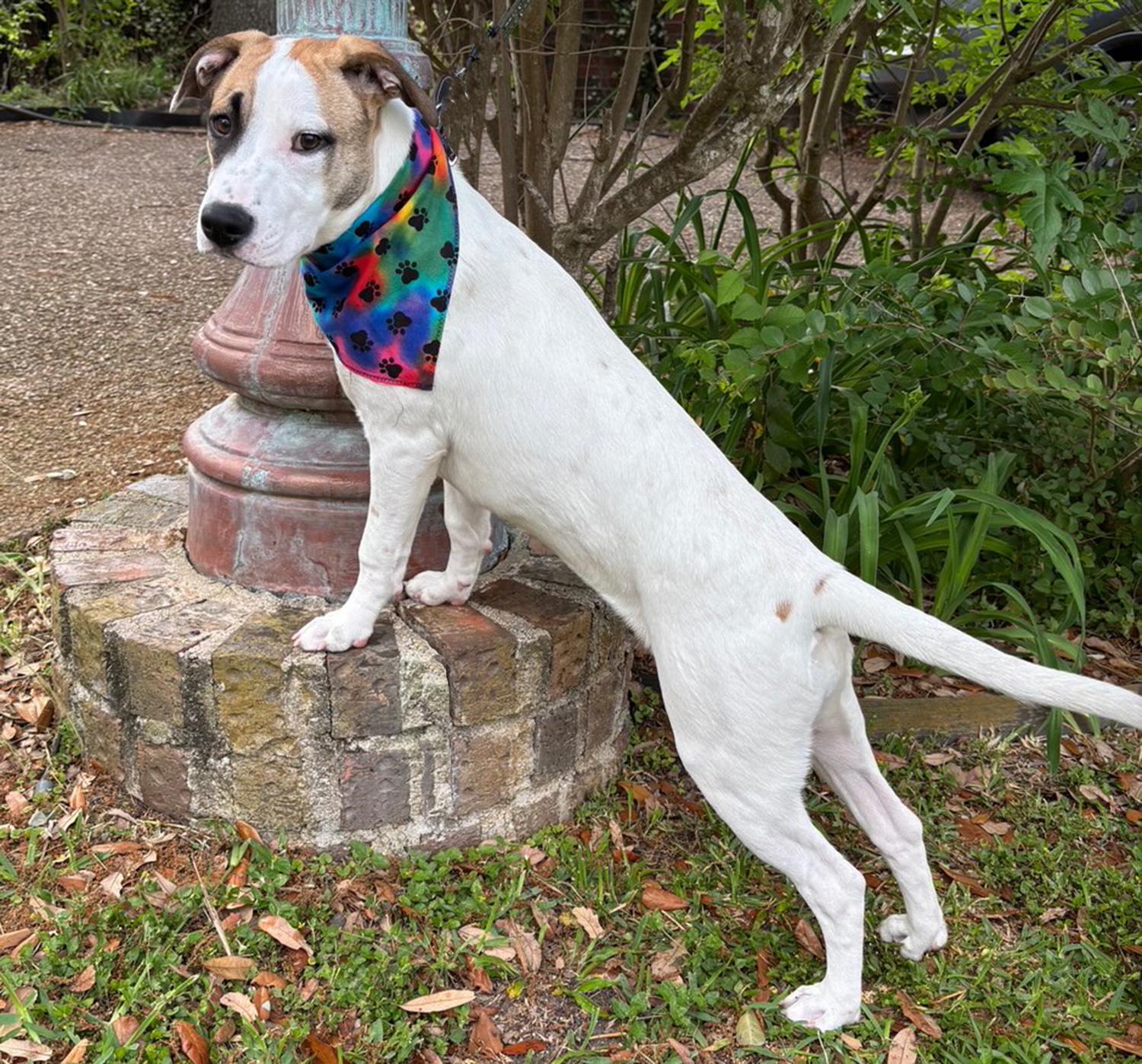 GINNY - ADORABLE GIRL - SEE VIDEO!, a Adoptable mixed breed in Brattleboro, VT image 5/6