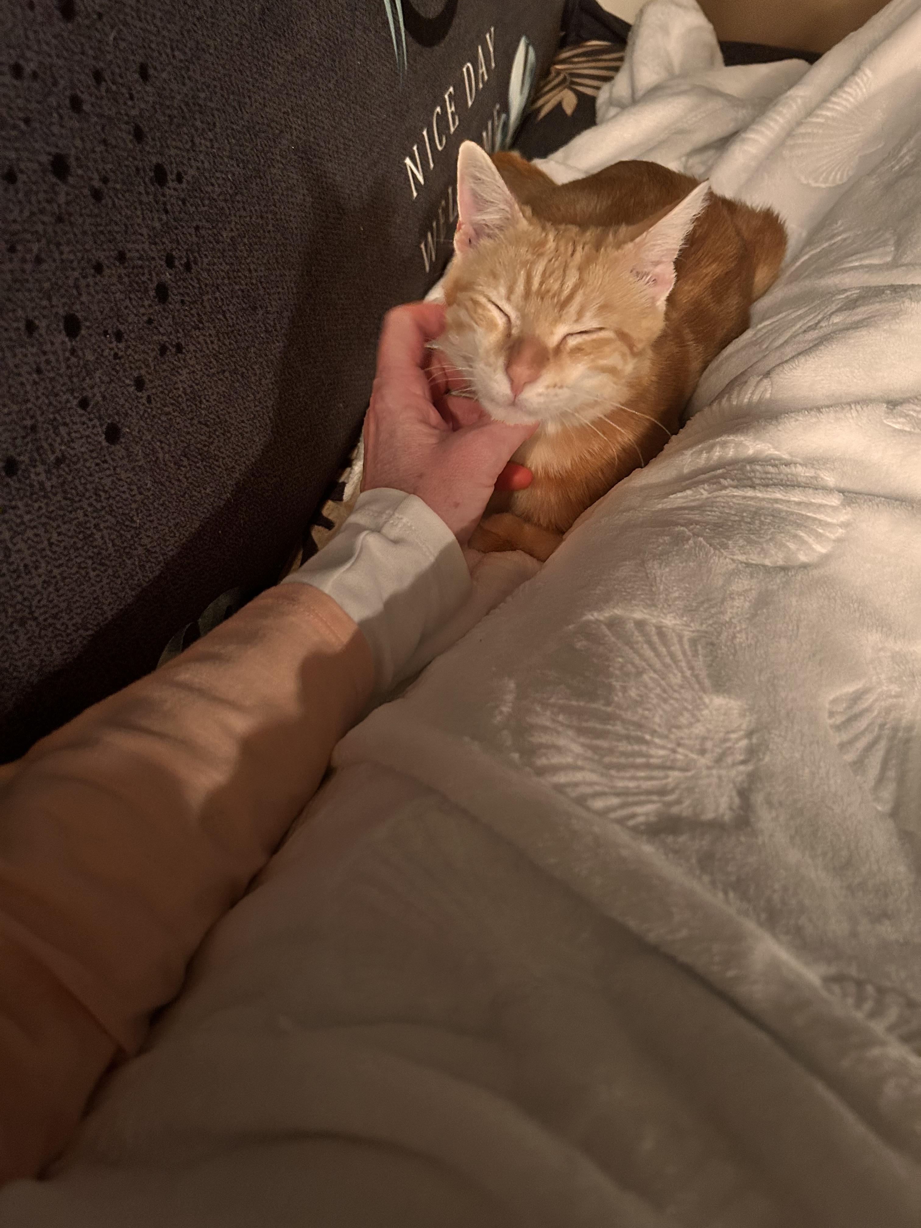 Enlarge Toaster Oven, a ADOPTABLE Domestic Short Hair in Tampa, FL image 2/6