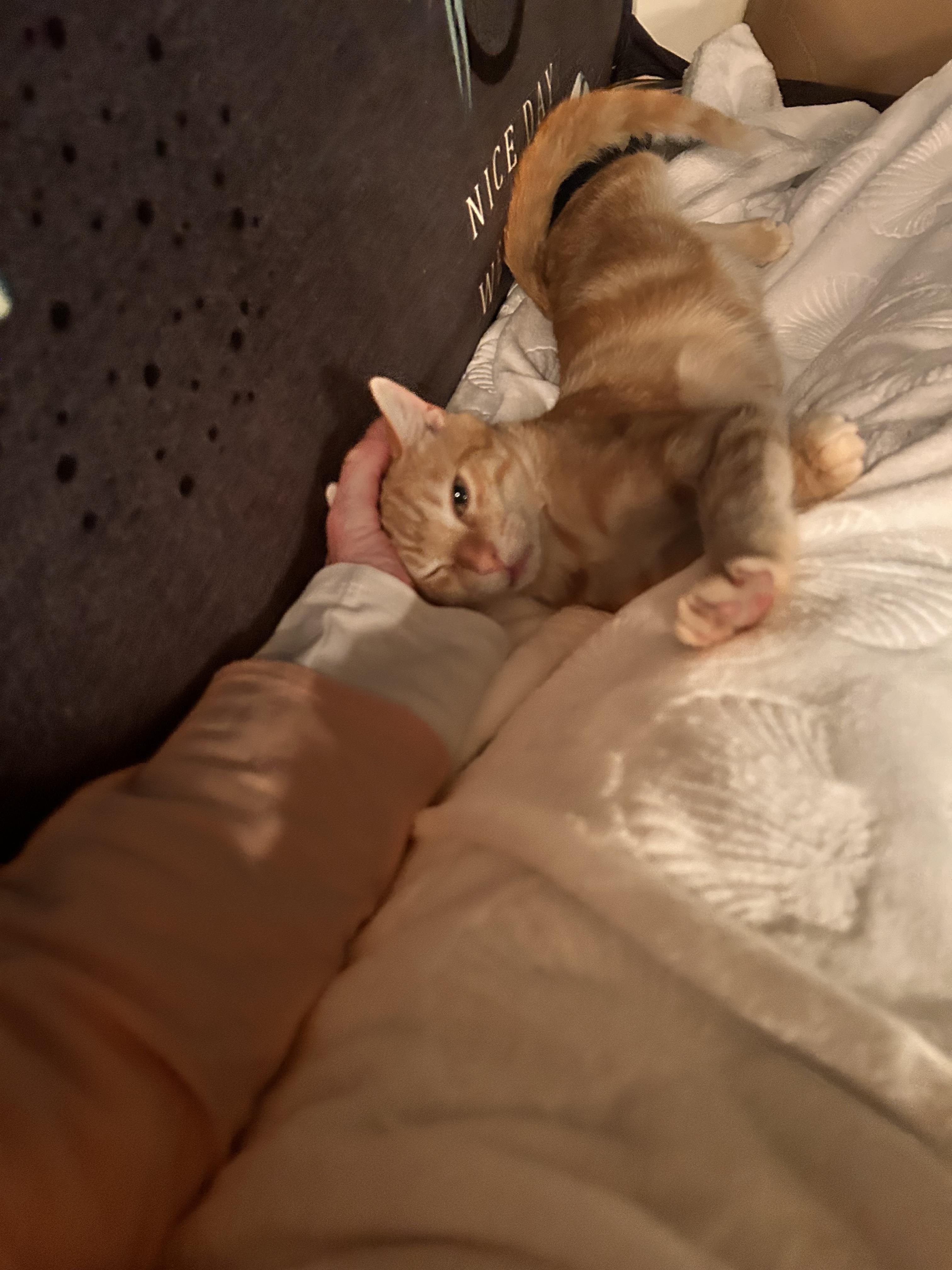 Enlarge Toaster Oven, a ADOPTABLE Domestic Short Hair in Tampa, FL image 5/6