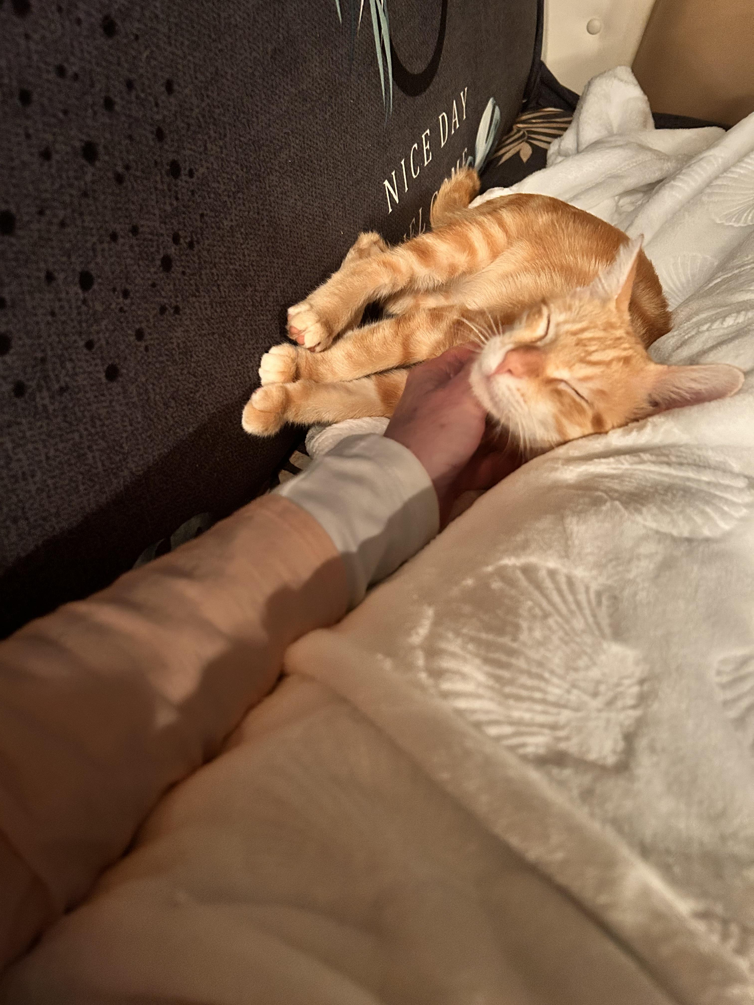 Enlarge Toaster Oven, a ADOPTABLE Domestic Short Hair in Tampa, FL image 3/6