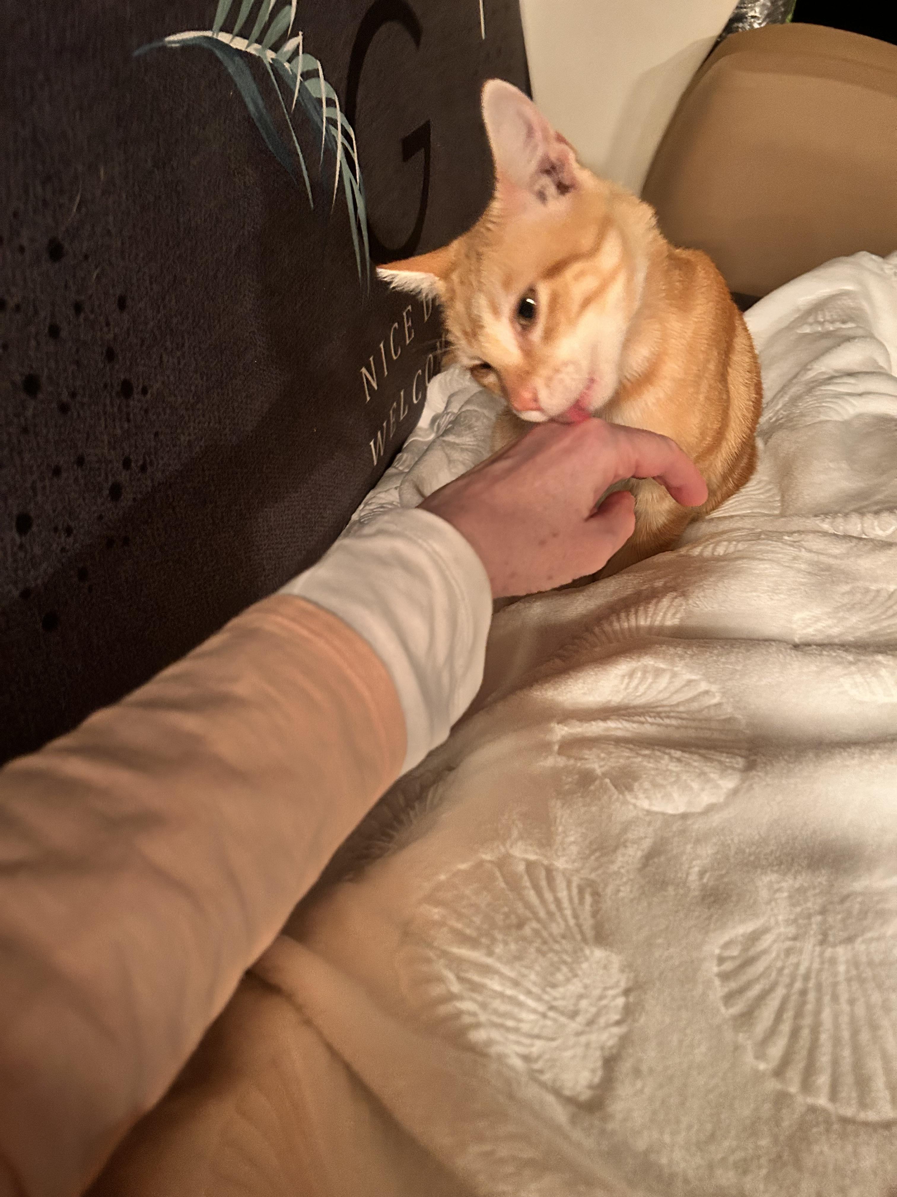 Toaster Oven, ADOPTABLE, Young Male Domestic Short Hair.