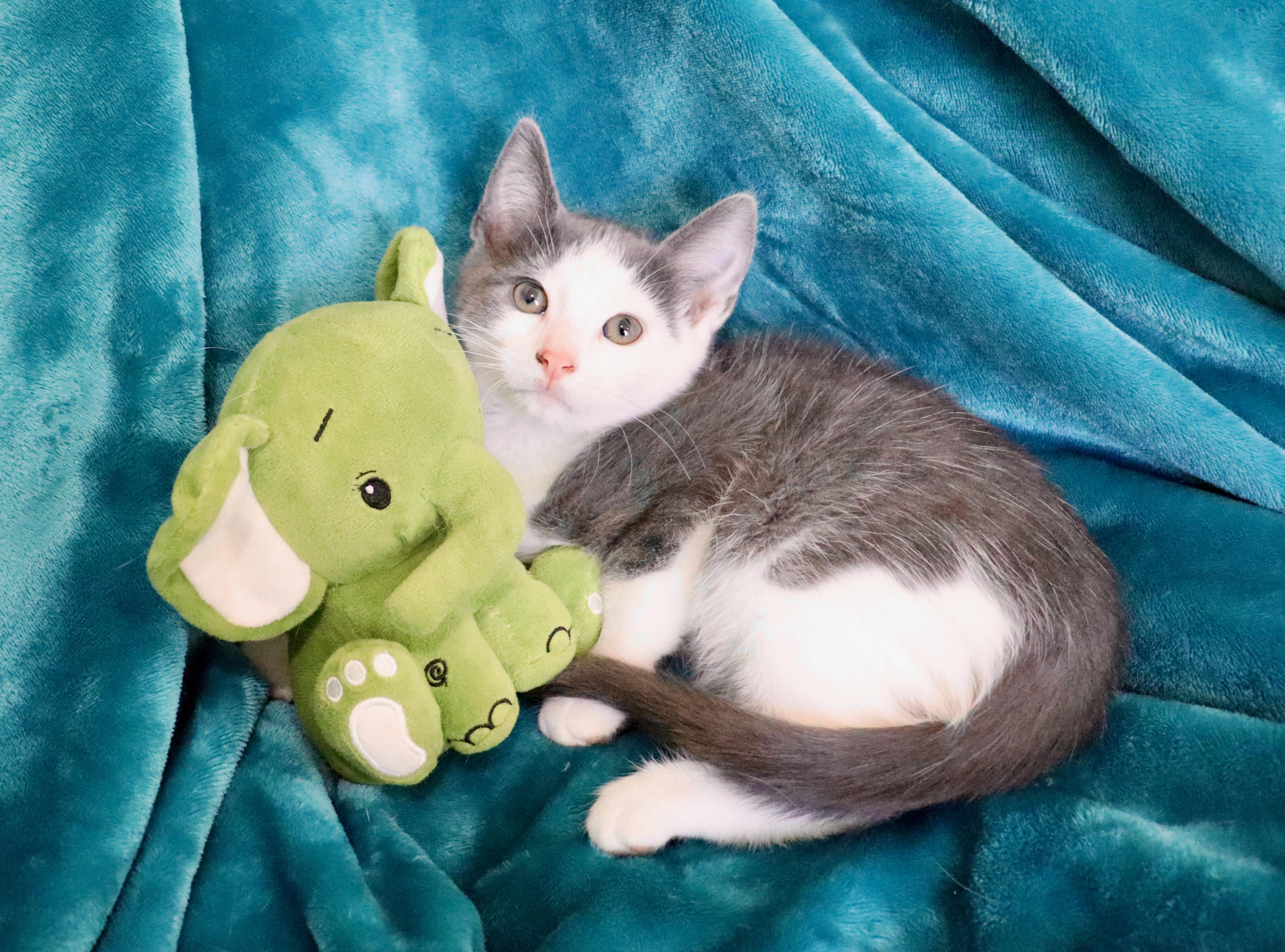 Enlarge Milan, an adopted mixed breed in Saint Augustine, FL image 2/6