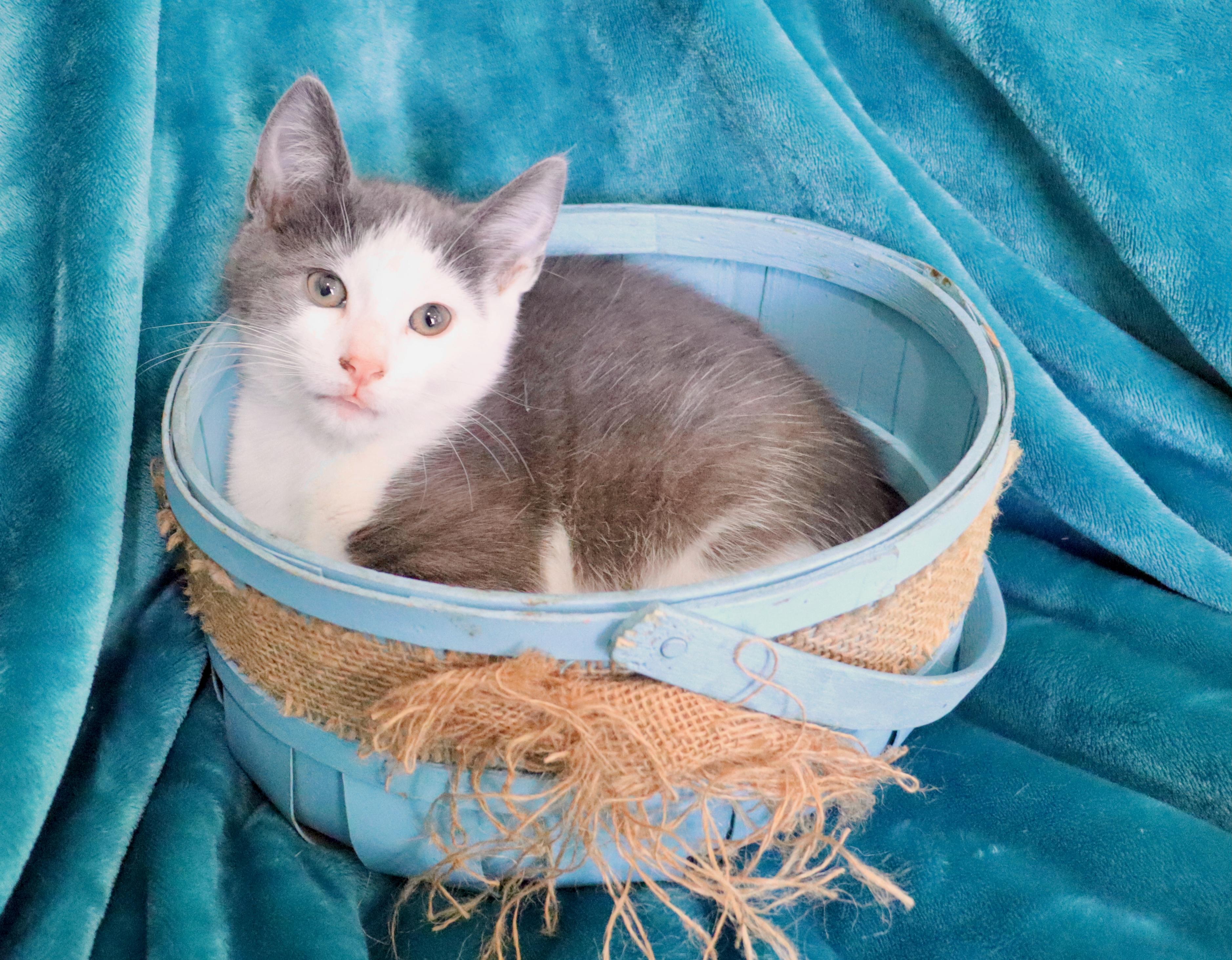 Enlarge Milan, an adopted mixed breed in Saint Augustine, FL image 6/6